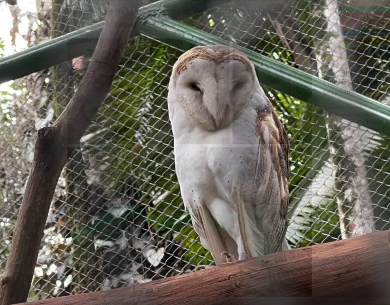 Coruja em um dos cativeiros para aves no Zoo
