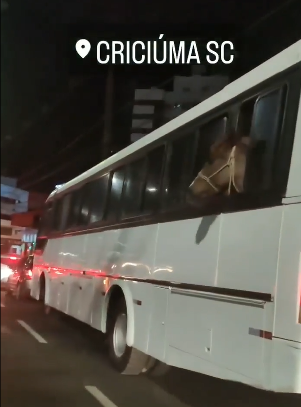 Cavalo &eacute; flagrando sendo transportado em &ocirc;nibus – Foto: Arquivo pessoal/Divulga&ccedil;&atilde;o