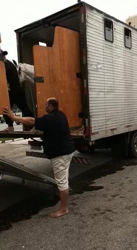 FRAME – Cavalos que estavam em caminh&atilde;o que derramou &oacute;leo na pista foram transferidos – Foto: GMF/Divulga&ccedil;&atilde;o/ND