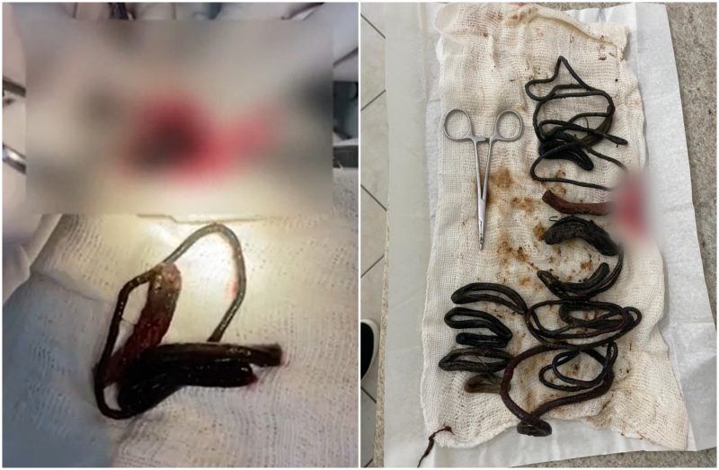 rabicós foram retirados do estômago do gato