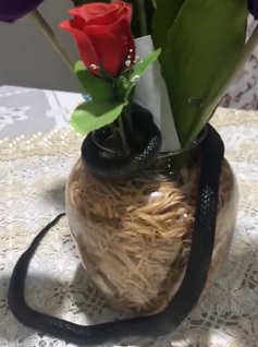 Mulher chegou a pegar na cobra sem ver que era um animal – Foto: Andreia Siqueira/A Gazeta/Divulga&ccedil;&atilde;o