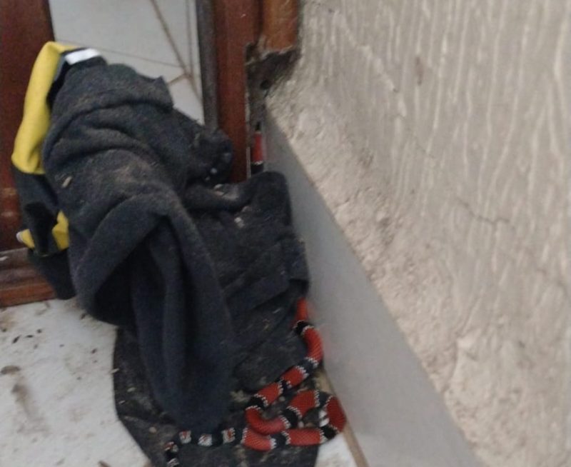 Animal foi encontrado na sala de uma casa no Rio Vermelho, Norte da Ilha – Foto: CBMSC/Divulga&ccedil;&atilde;o/ND