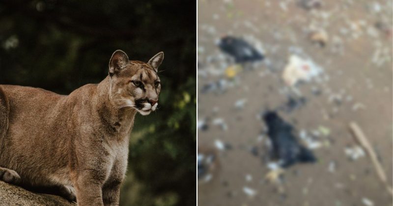 Matan&ccedil;a em propriedade rural no Alto Vale indica ‘visita’ inesperada de le&atilde;o-baio – Foto: Priscilla Du Preez/Unsplash/Divulga&ccedil;&atilde;o/ND&nbsp; *A imagem do le&atilde;o-baio &eacute; ilustrativa