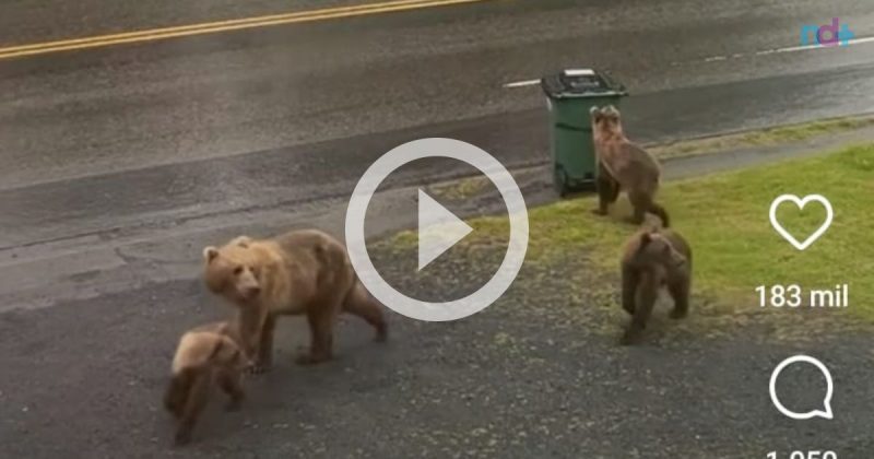 Ursos foram flagrados passeando livremente pela rua – Foto: Reprodu&ccedil;&atilde;o/@raybearlodging/ND