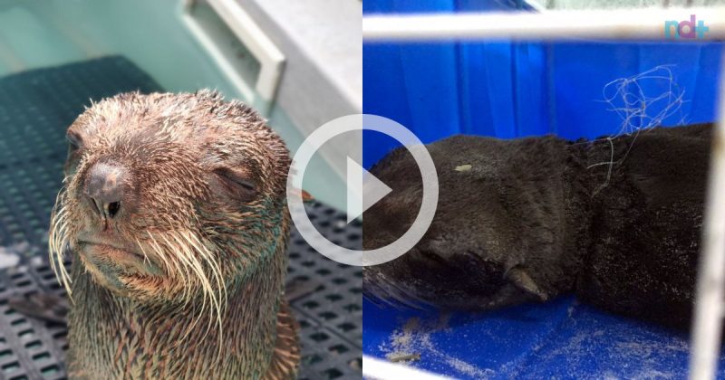 Um lobo-marinho-do-Sul (Arctocephalus australis) juvenil foi resgatado com um peda&ccedil;o de rede preso ao pesco&ccedil;o, no dia 17 de setembro. – Foto: Divulga&ccedil;&atilde;o/R3 Animal/ND