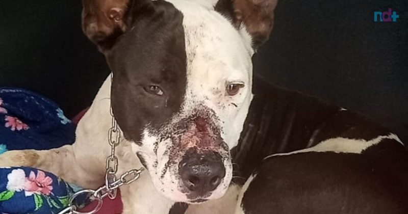 Pit Bull foi atingido com tiro no focinho e atropelado em Cambori&uacute; – Foto: Reprodu&ccedil;&atilde;o/Divulga&ccedil;&atilde;o/ND