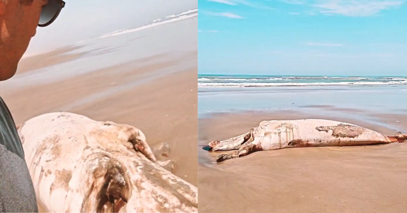 Filhote de baleia-franca em estado de decomposi&ccedil;&atilde;o &eacute; achado em praia de SC – Foto: @joao_baiuka_farol/Divulga&ccedil;&atilde;o/ND