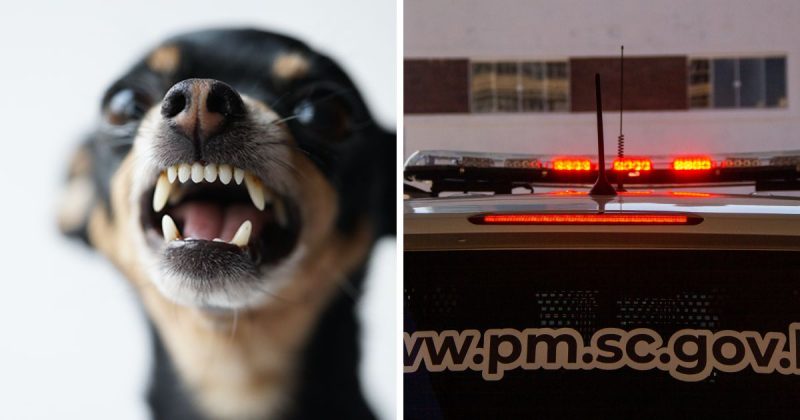 Cachorro se envolveu em briga de pai e filho e caso foi parar na pol&iacute;cia de Tijucas – Foto: Tatyana/Getty Images/Bruno Golembiewski/ND