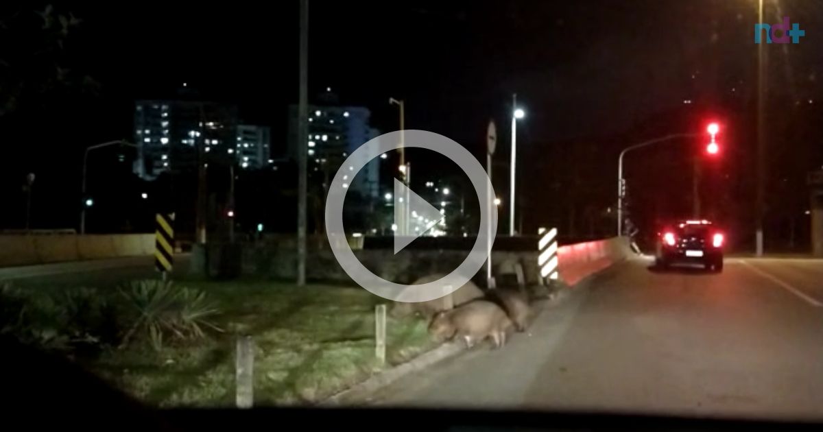 VÍDEO: família de capivaras passeia em concessionária de Manhuaçu