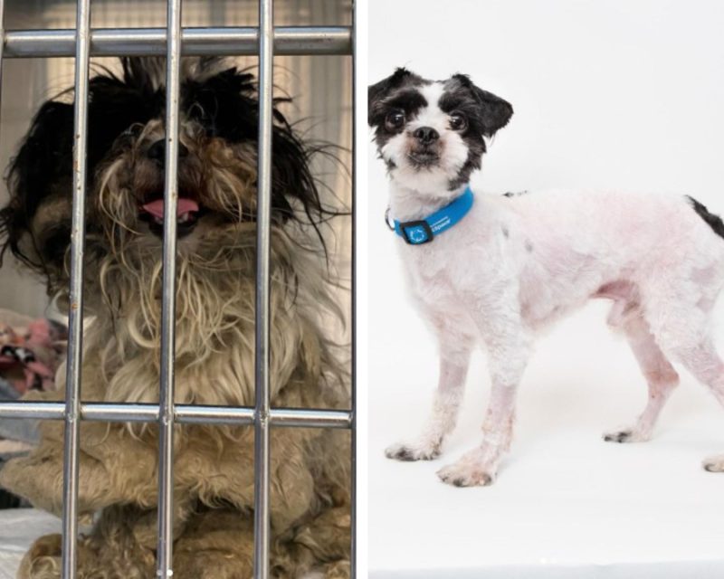 C&atilde;ozinho de rua tinha cerca de 1,5kg de pelos. Tosa levou cinco horas. – Foto: Reprodu&ccedil;&atilde;o/Wallis Annenberg PetSpace/ND