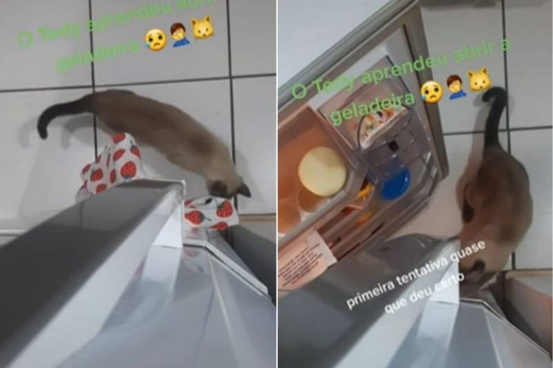 Tutor instalou c&acirc;mera para flagrar a&ccedil;&atilde;o do gato “meliante” – Foto: Reprodu&ccedil;&atilde;o/Internet