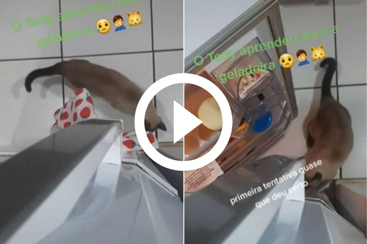 Vídeo de gato avisando 'me acabei' diverte a internet