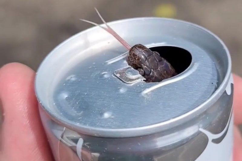 Cobra foi encontrada por catador de latinha – Foto: Reprodu&ccedil;&atilde;o/Instagram