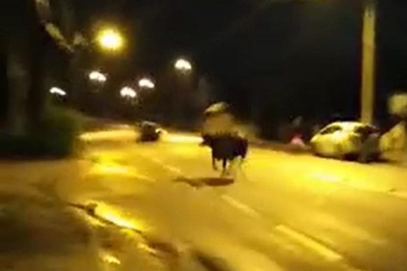 B&uacute;falos invadiram a BR-280 e dois foram atropelados na madrugada desta quinta-feira (15) – Foto: Reprodu&ccedil;&atilde;o/Internet