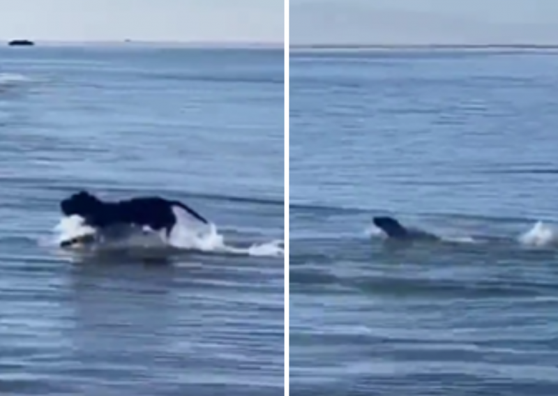 C&atilde;o e foca brincam de pegar graveto – Foto: Reprodu&ccedil;&atilde;o/ND