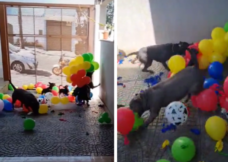 Ap&oacute;s festa de anivers&aacute;rio, c&atilde;es se divertem estourando os bal&otilde;es – Foto: @capas_fera/TikTok/Reprodu&ccedil;&atilde;o/ND