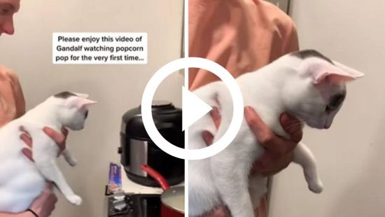 Vídeo de gato avisando 'me acabei' diverte a internet