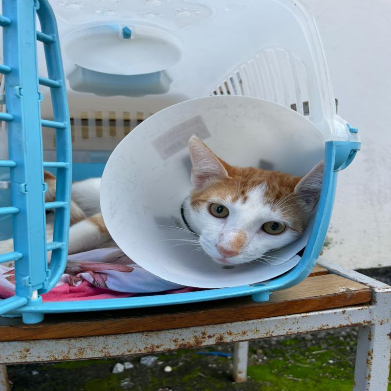 O &oacute;rg&atilde;o fez 40 resgates e 50 ado&ccedil;&otilde;es de animais que ficavam na sede da diretoria. – Foto: Divulga&ccedil;&atilde;o