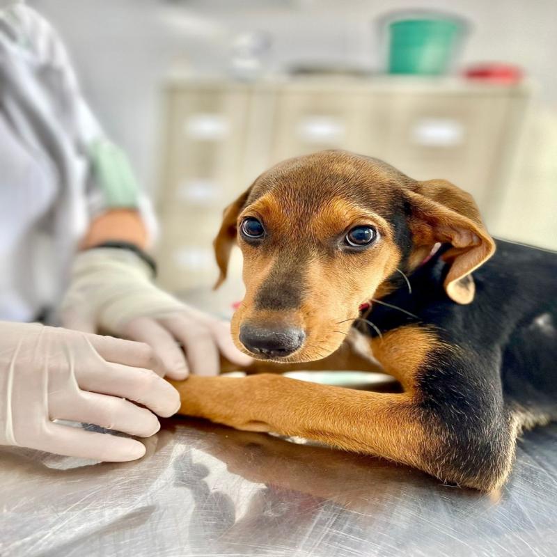 O mutir&atilde;o ocorrer&aacute; na rua Dr. Eros Merlim, 288, Centro de Florian&oacute;polis, a partir de 9h – Foto: Divulga&ccedil;&atilde;o