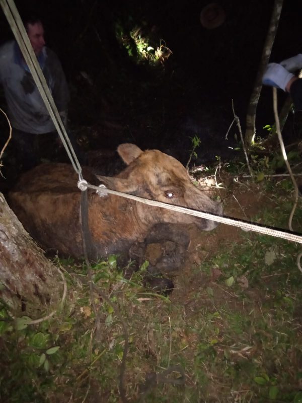 Vaca fica atolada e precisa ser resgatada por bombeiros em Rio dos Cedros – Foto: Divulga&ccedil;&atilde;o/CBM Timb&oacute;/ND