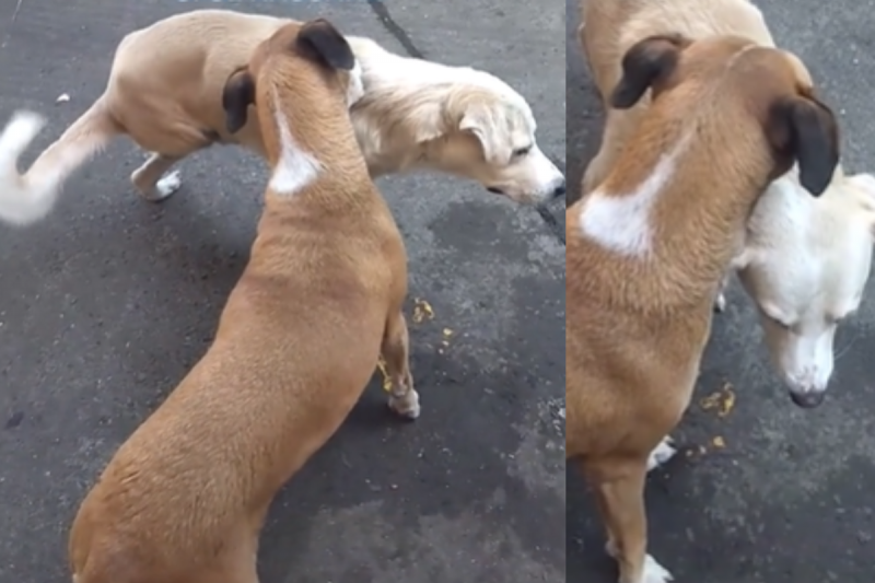 Cachorro ajuda amigo de tr&ecirc;s patas se co&ccedil;ar – Foto: Myriam Rangel/Internet/Divulga&ccedil;&atilde;o ND