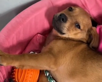 Cachorrinho foi resgatado por agentes da Guarda Municipal – Foto: GMF/Divulga&ccedil;&atilde;o/ND