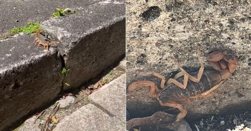 V&Iacute;DEO: Escorpi&atilde;o mais venenoso da Am&eacute;rica do Sul &eacute; encontrado pr&oacute;ximo a creche em SC – Foto: Josiane Furtunato