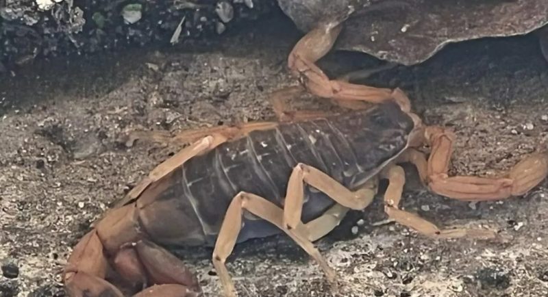 Escorpi&atilde;o amarelo visto em Blumenau &eacute; esp&eacute;cie mais venenosa da Am&eacute;rica do Sul – Foto: Reprodu&ccedil;&atilde;o