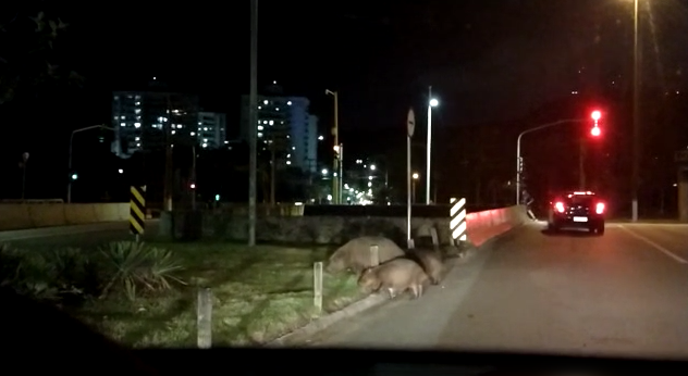 Bi&oacute;logo diz que situa&ccedil;&atilde;o “&eacute; preocupante” – Foto: Reprodu&ccedil;&atilde;o/Sofia Gonzales/NDTV