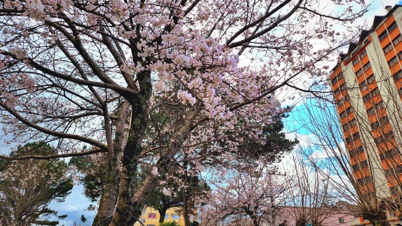 Floração Cerejeiras, em São Joaquim