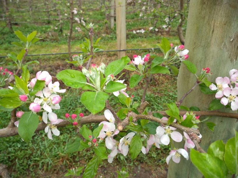 Florada das Macieiras, em São Joaquim