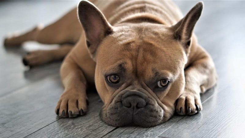Buldogue franc&ecirc;s vive em m&eacute;dia 10 anos. Portanto, ele entra na terceira idade com 7 anos – Foto: Pixabay/Reprodu&ccedil;&atilde;o/ND