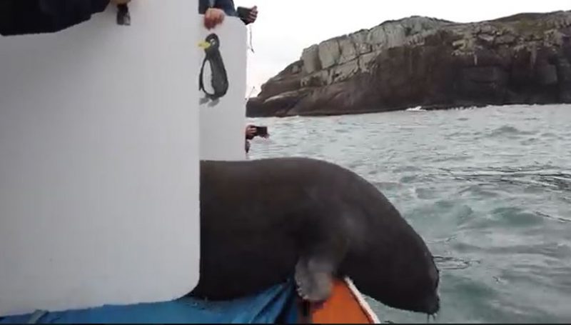 Elefante-marinho estava em recupera&ccedil;&atilde;o – Foto: R3 Animal/Divulga&ccedil;&atilde;o/ND