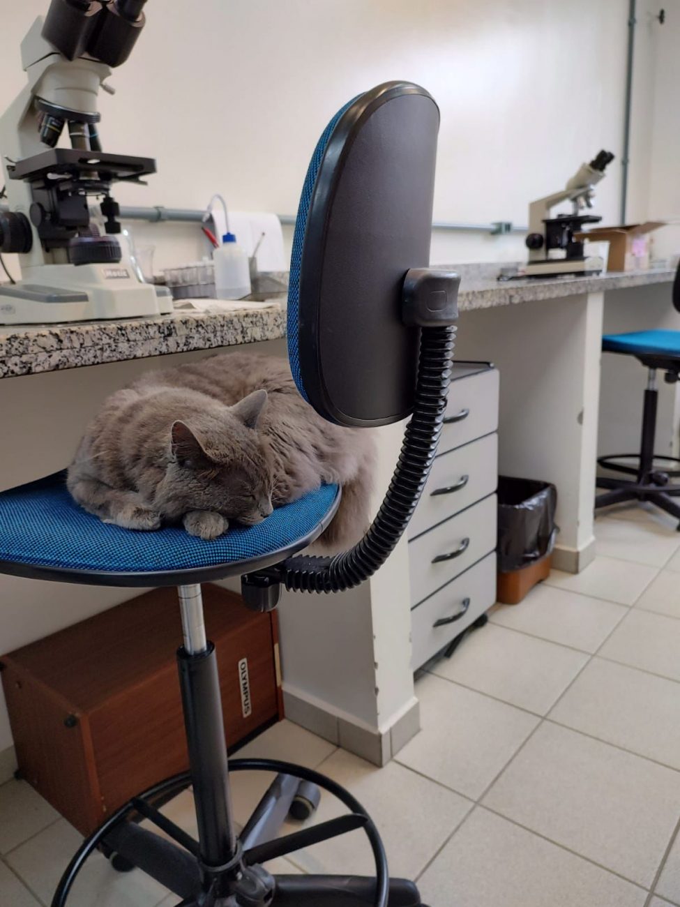 Até no laboratório o gato marca a presença para 'testar' as cadeiras - Acervo pessoal