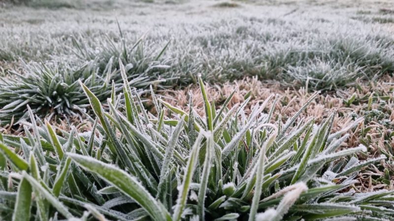 Geadas poder&atilde;o ser formadas no Oeste e Planalto Norte de Santa Catarina – Foto: @ClimaTerra/Reprodu&ccedil;&atilde;o/ND