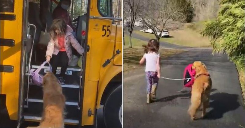Golden retriever espera &ocirc;nibus escolar e carrega mochila de crian&ccedil;a todos os dias – Foto: The Dodo/Reprodu&ccedil;&atilde;o