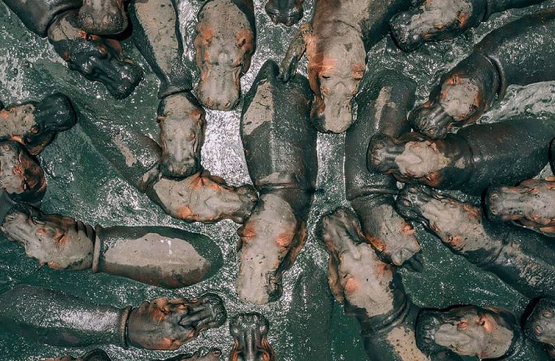 S&oacute; depois de uma segunda observa&ccedil;&atilde;o &eacute; poss&iacute;vel perceber o que a imagem nos mostra: uma bando de hipop&oacute;tamos em um rio – Foto: Reprodu&ccedil;&atilde;o