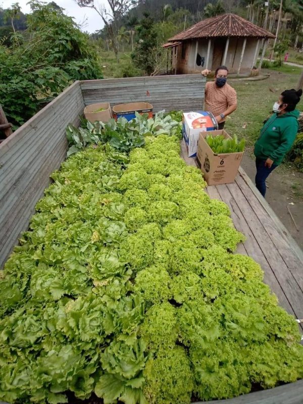 Community garden created by Cynthia Mendonsa of the Santa Catarina Food Safety and Nutrition Board.  Photo: DIVULGAÇÃO/ND