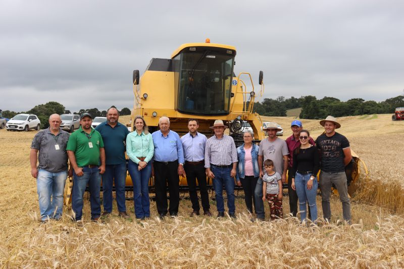 Santa Catarina &eacute; uma grande importadora de milho devido ao alto consumo do gr&atilde;o na cadeia produtiva de carnes e leites – Foto: Divulga&ccedil;&atilde;o