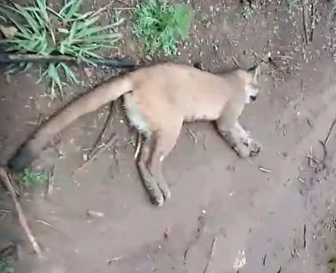 O le&atilde;o-baio &eacute; o segundo maior felino do continente americano e pesa aproximadamente 70 quilos. – Foto: Internet/Reprodu&ccedil;&atilde;o/ND