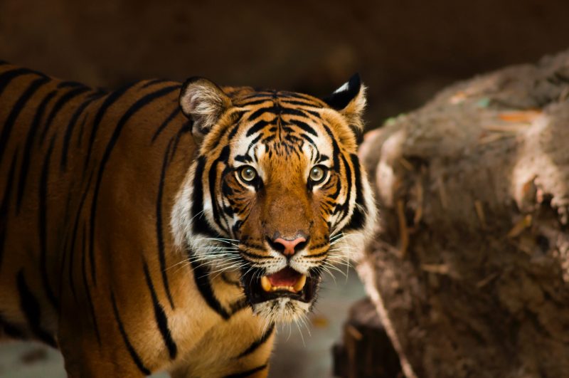 Mulher lutou com o tigre para salvar seu filho, um beb&ecirc; de 15 meses – Foto: Unsplash/Divulga&ccedil;&atilde;o/ND