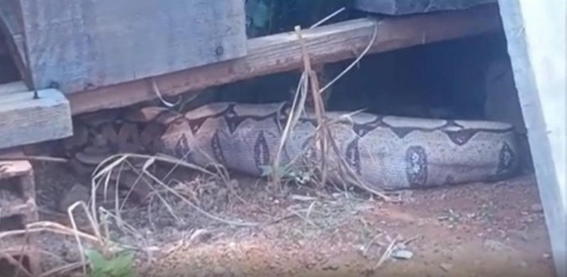 Moradora encontra jiboia enorme no quintal de casa