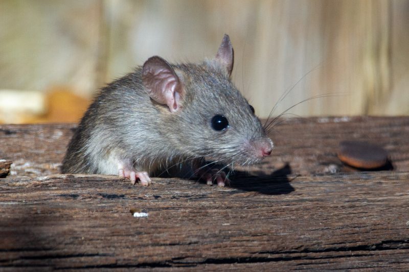 Gato Ninja: Rato gigante, do tamanho de um cão encontrado em Nova York