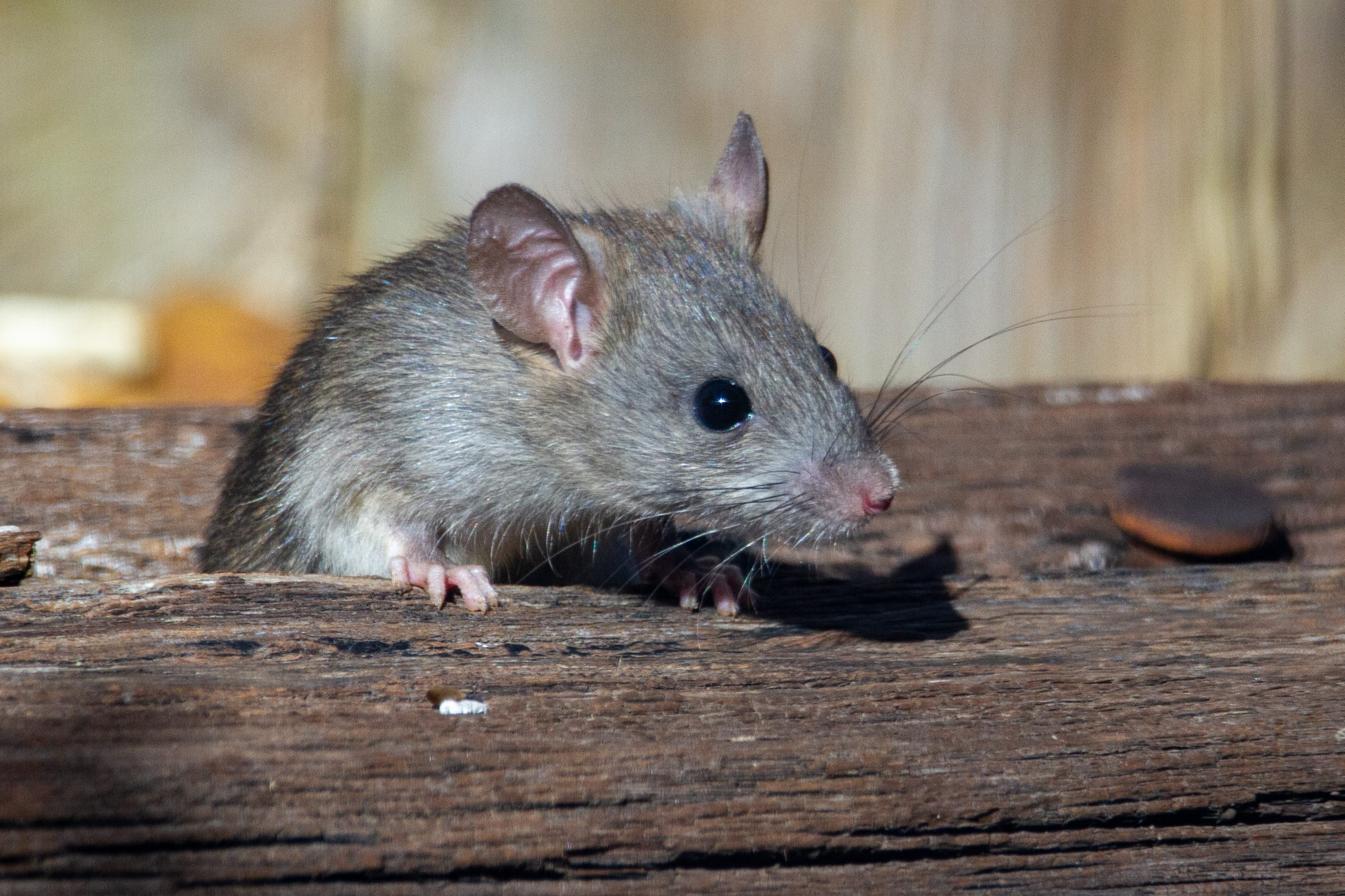 Prefeitura de Nova York busca exterminador de ratos 