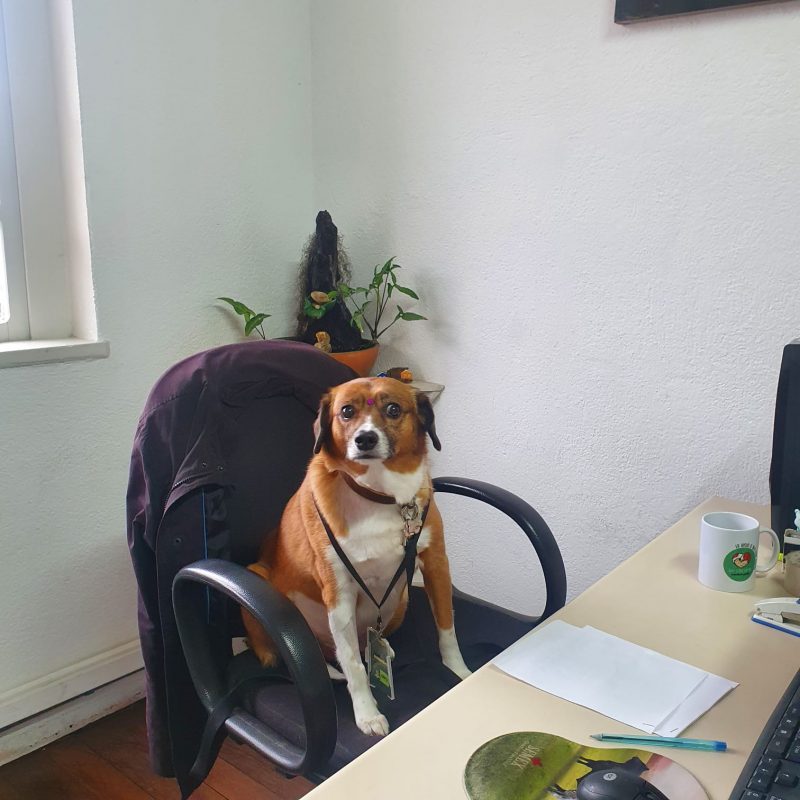 Cadela &eacute; ‘contratada’ e ganha at&eacute; crach&aacute; de prefeitura de SC para a&ccedil;&atilde;o em escolas&nbsp; – Foto: Divulga&ccedil;&atilde;o/Prefeitura de Ibirama