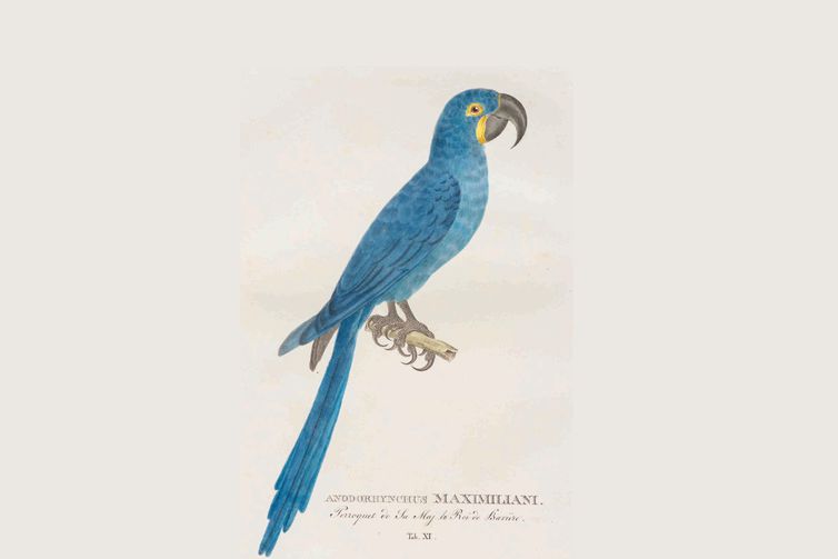 Princesa dedicava aten&ccedil;&atilde;o especial &agrave; fauna e &agrave; flora brasileira – Foto: Johann Baptist von Spix/Divulga&ccedil;&atilde;o/ND