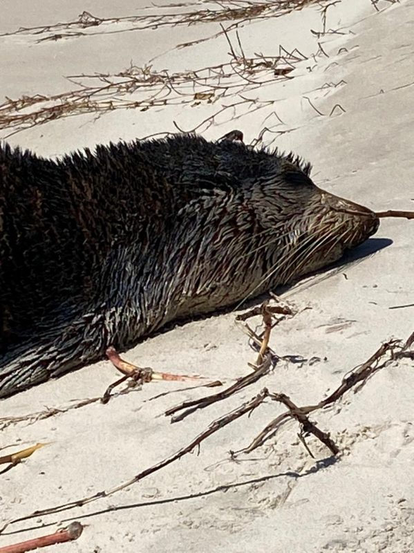Estado do animal durante a avalia&ccedil;&atilde;o m&eacute;dica – Foto: Emanuel Ferreira/Divulga&ccedil;&atilde;o/ND
