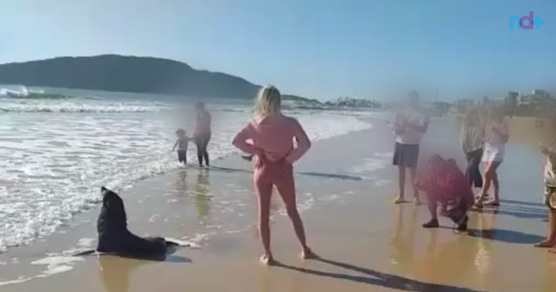 Apari&ccedil;&atilde;o chama aten&ccedil;&atilde;o de banhistas do Norte da Ilha – Foto: Kaio Brahim/Reprodu&ccedil;&atilde;o V&iacute;deo/ND