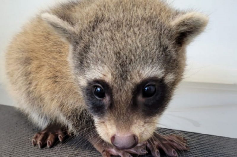 M&atilde;o-pelada foi resgatado em Jaragu&aacute; do Sul ap&oacute;s atropelamento – Foto: Fujama/Divulga&ccedil;&atilde;o