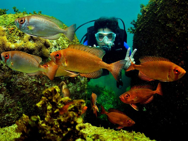 Mergulho Aut&ocirc;nomo, na Ilha do Arvoredo, em Bombinhas – Foto: &Aacute;gua Viva Mergulho/Divulga&ccedil;&atilde;o